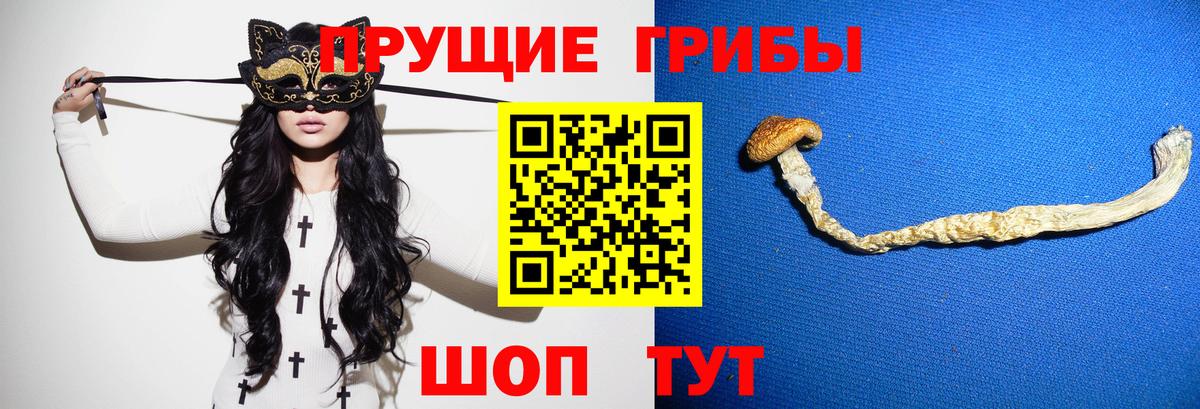 Псилоцибиновые грибы Psilocybine cubensis Малгобек